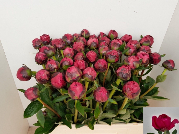 <h4>PAEO L KANSAS</h4>