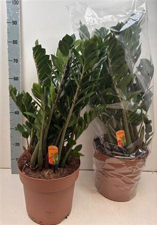 <h4>Zamio Zamiifolia 7+</h4>