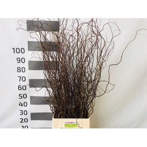SALIX OV P.BS =5=