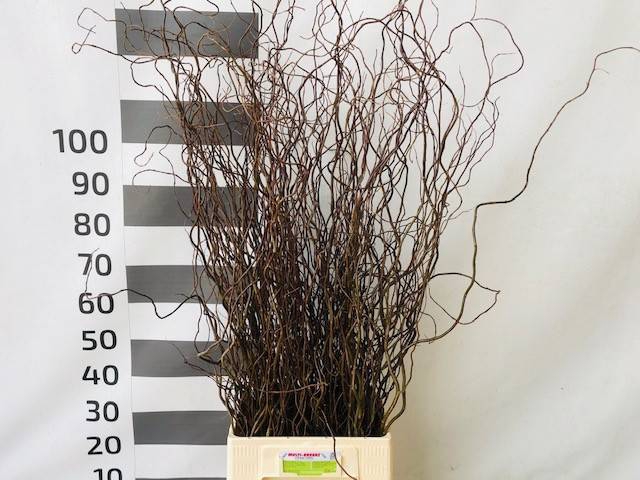 <h4>SALIX OV P.BS =5=</h4>