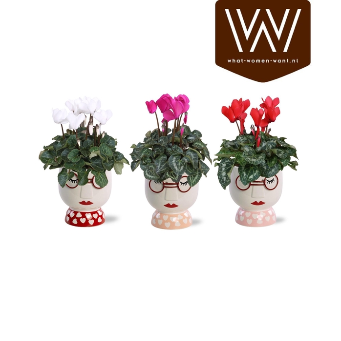 <h4>Collectie "Sympathetic Moods" - Cyclamen in pot Steffie</h4>