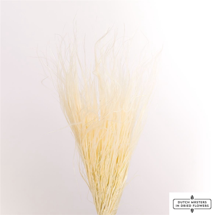 <h4>Dried Stypa Penata Bleached Bunch</h4>