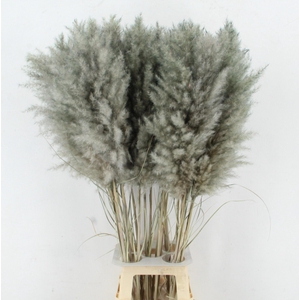 CORTA SELLOAN KLB H%