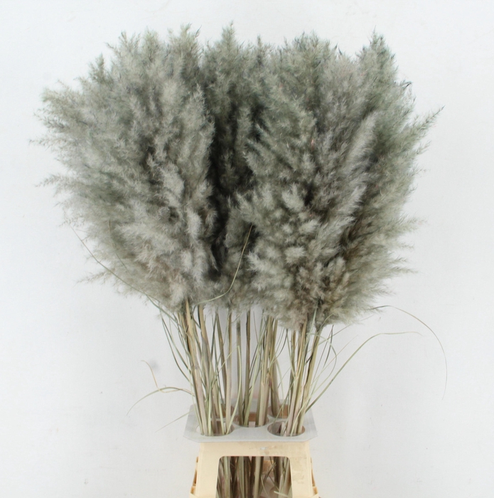 <h4>CORTA SELLOAN KLB H%</h4>