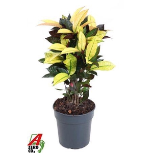 Codiaeum Mrs Iceton Vertakt P19