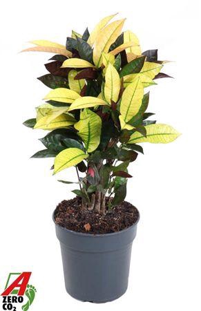 <h4>Codiaeum Mrs Iceton Vertakt P19</h4>
