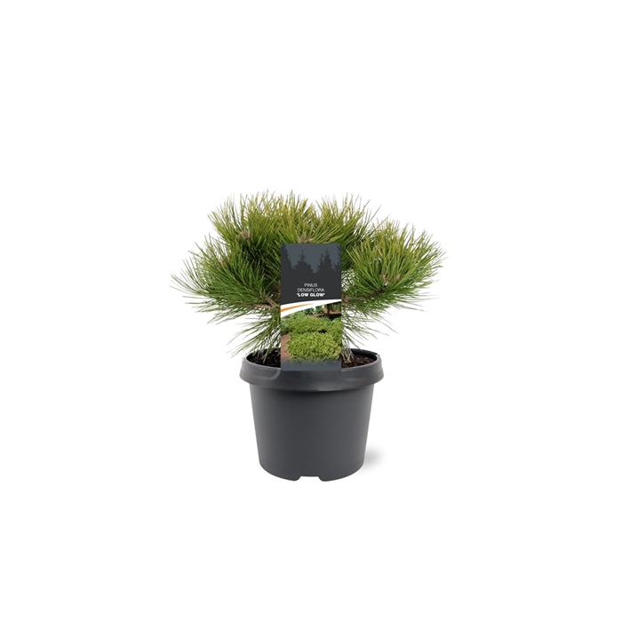 <h4>Pinus densiflora 'Low Glow'</h4>