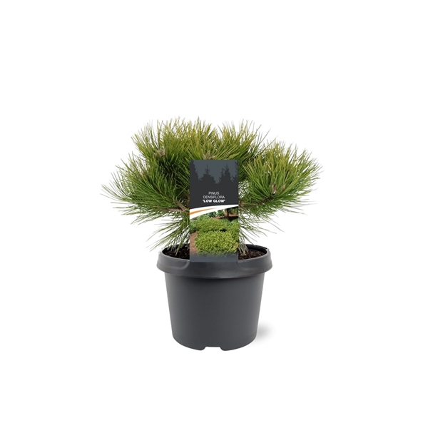 <h4>Pinus densiflora 'Low Glow'</h4>