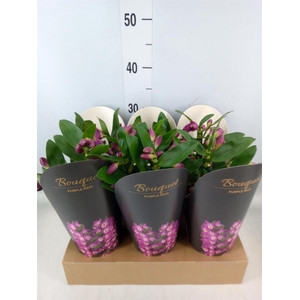 Dendrobium nob. 'Bouquet Prpl Rain'