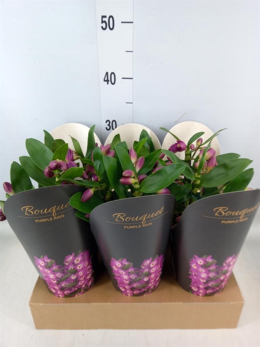 <h4>Dendrobium nob. 'Bouquet Prpl Rain'</h4>