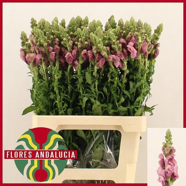 <h4>ANTIR POTO LAVEND</h4>