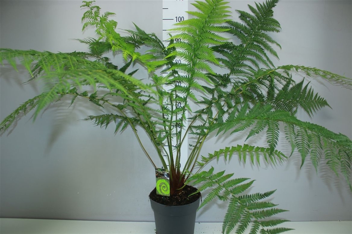 <h4>Dicksonia Antarctica</h4>