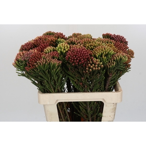 Kaaps Groen Red Brunia
