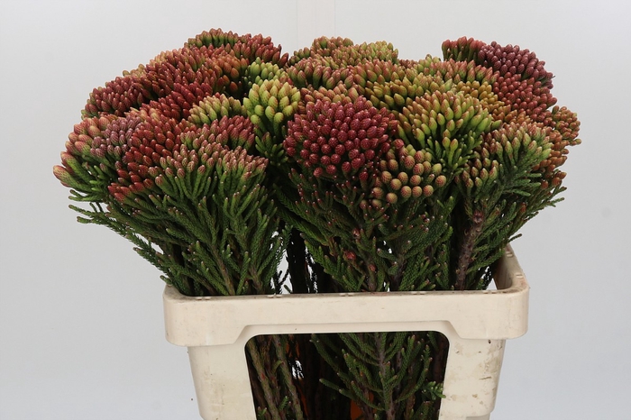 <h4>Kaaps Groen Red Brunia</h4>