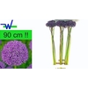 ALLIUM GLADIATOR