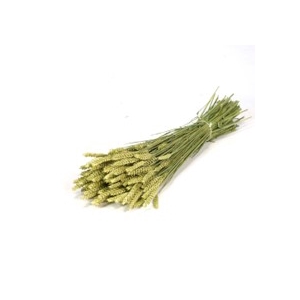 .Triticum green
