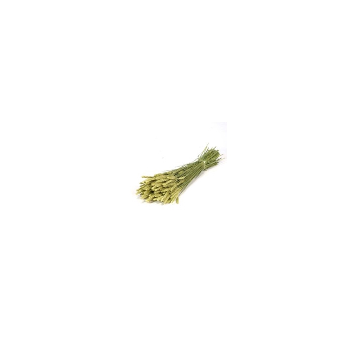 <h4>.Tarwe (triticum) nat.green</h4>