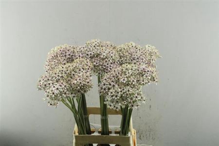 <h4>Allium Silverspring</h4>
