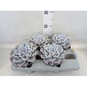 Echeveria   ...
