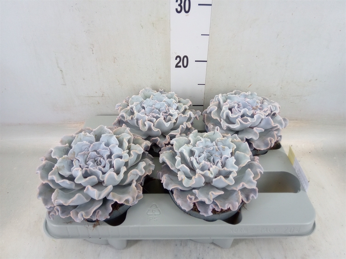 <h4>Echeveria   ...</h4>