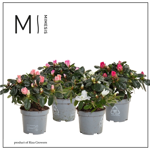 <h4>Rhododendron Simsii Grp gemengd</h4>