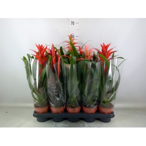 Bromelia   ...mix