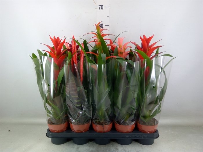<h4>Bromelia   ...mix</h4>