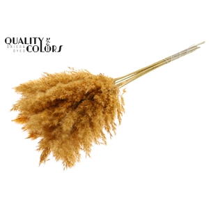 Pampas Grass 70cm 10st/bunch Apricot