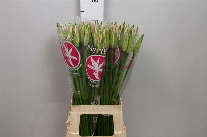 <h4>Ne Bo Sofie Creatif</h4>