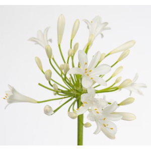 Agapanthus White