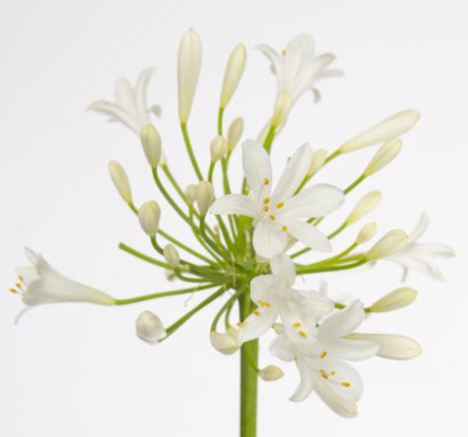 <h4>Agapanthus White</h4>