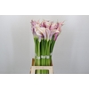 Zantedeschia Eydolls Purple White