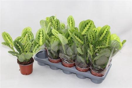 <h4>Maranta Lemon</h4>
