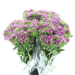 Di Barb Ball Purple Super