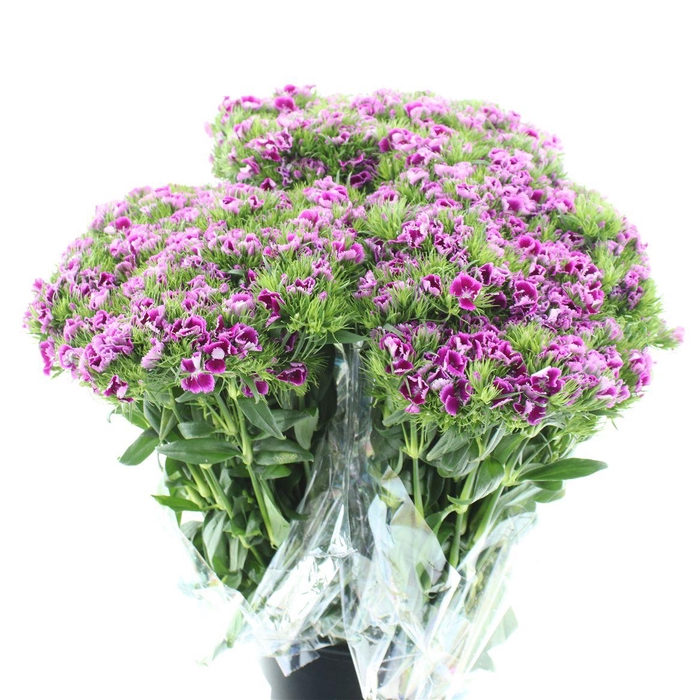 <h4>Di Barb Ball Purple Super</h4>