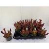 Sarracenia Ov