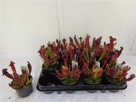 Sarracenia Ov