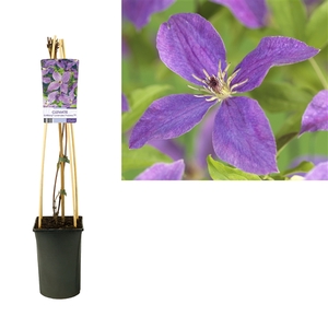 Clematis So Many® Lavender Flowers PBR +light label