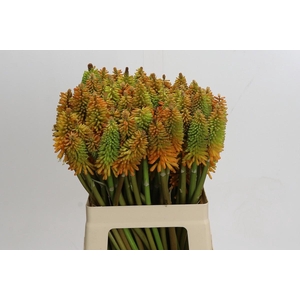 Kniphofia Eycone Peach