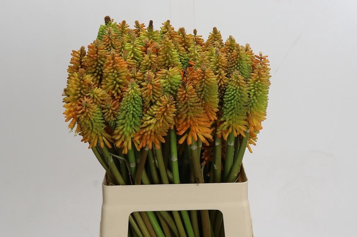 <h4>Kniphofia Eycone Peach</h4>