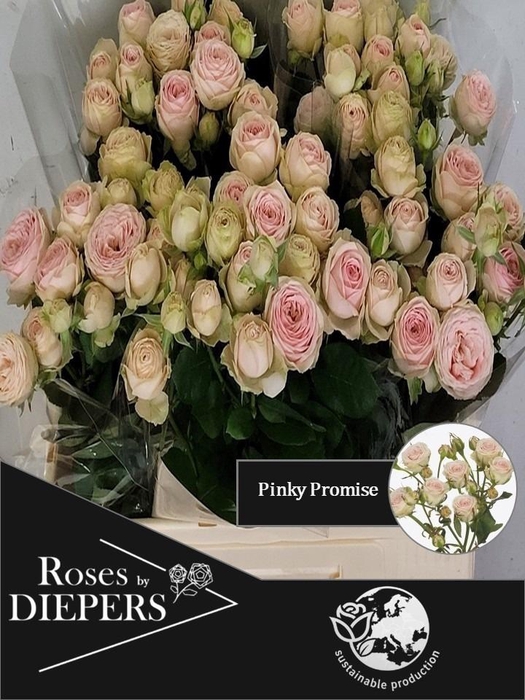 <h4>R TR PINKY PROMISE</h4>