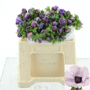 ANEM CO MIS + RARITY