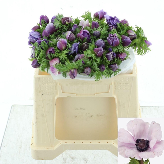 <h4>ANEM CO MIS + RARITY</h4>