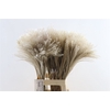 Dried Stipa Feather Naturel P Stem