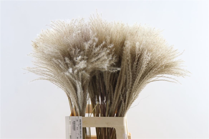 Dried Stipa Feather Naturel P Stem