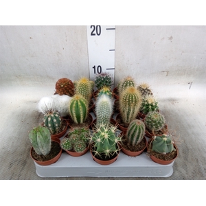 Cactus   ...mix