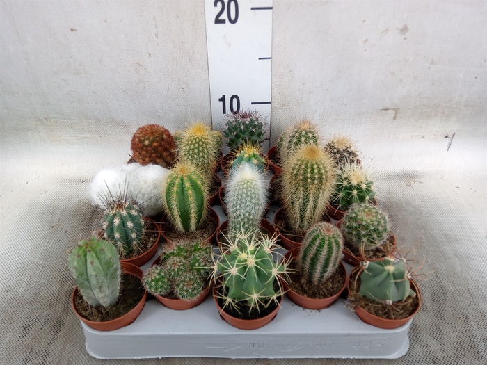 <h4>Cactus   ...mix</h4>