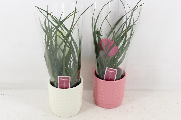 <h4>arr3 ZS - Bromelia bubble pot x8</h4>