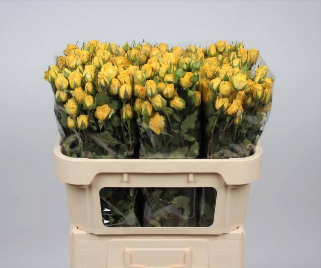 <h4>Rosa spray golden blossoms</h4>