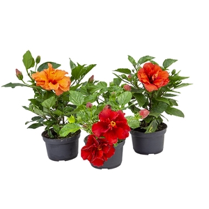 HIBISQS DOBRADO P15 VARIADO